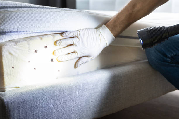 Best Termite Control Services  in Floral Park, NY